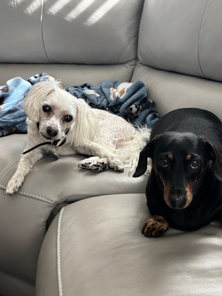 Arlo — a DARimages pet portrait keepsake